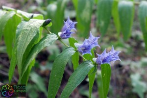 Gentiana asclepiadea (3)_bewerkt